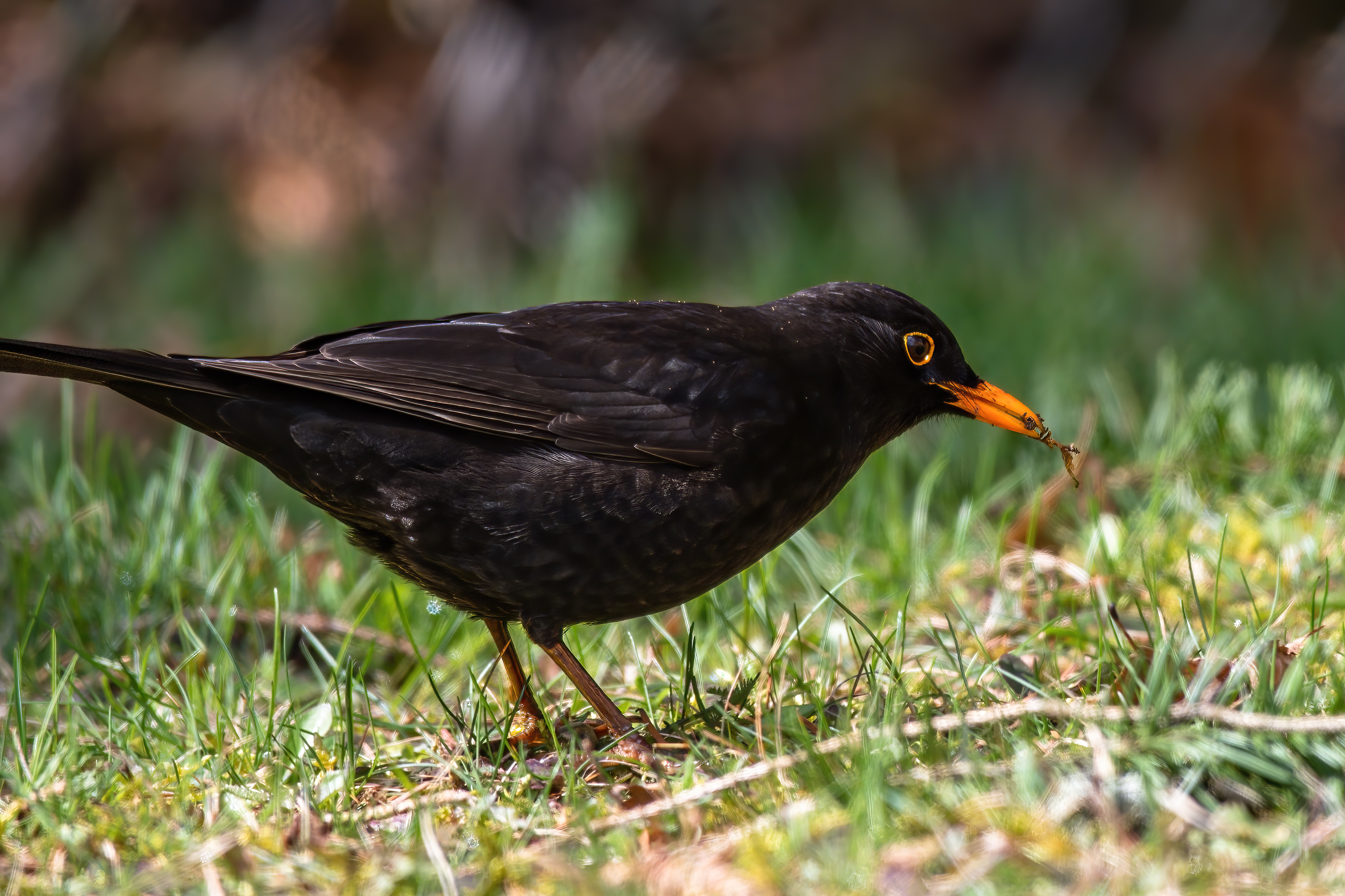blackbird-7860910.jpg