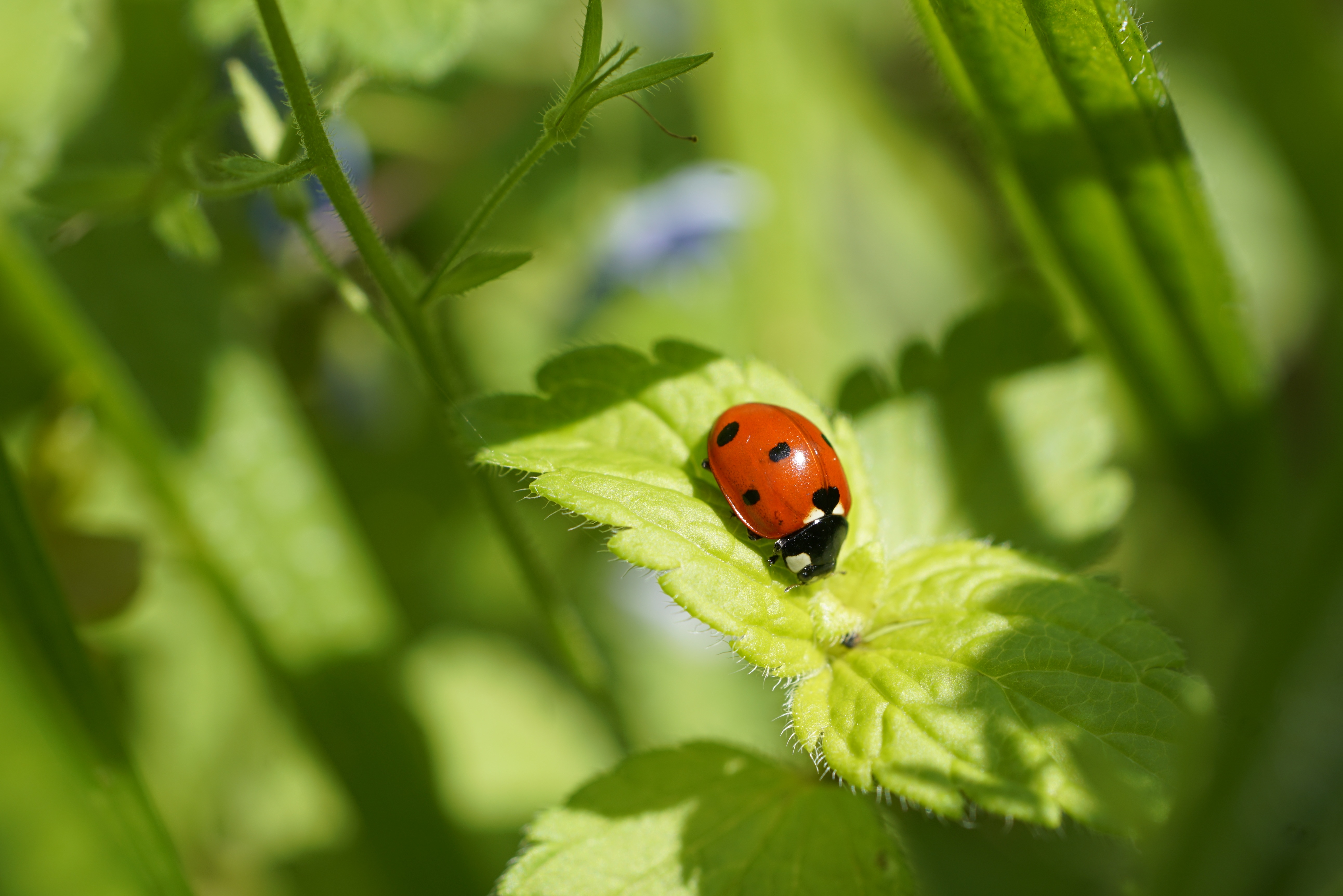 ladybug-8757062.jpg