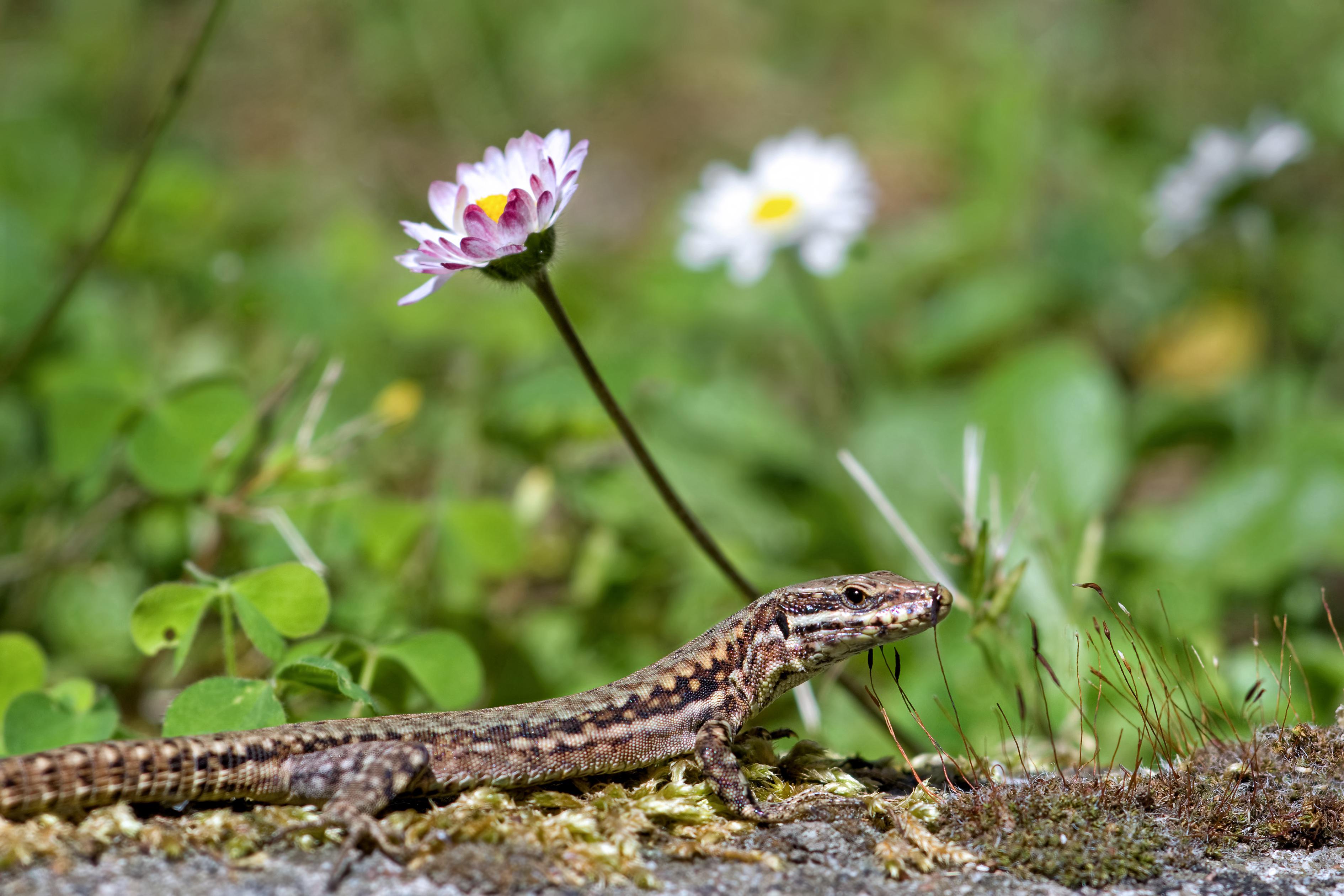lizard-6279627.jpg